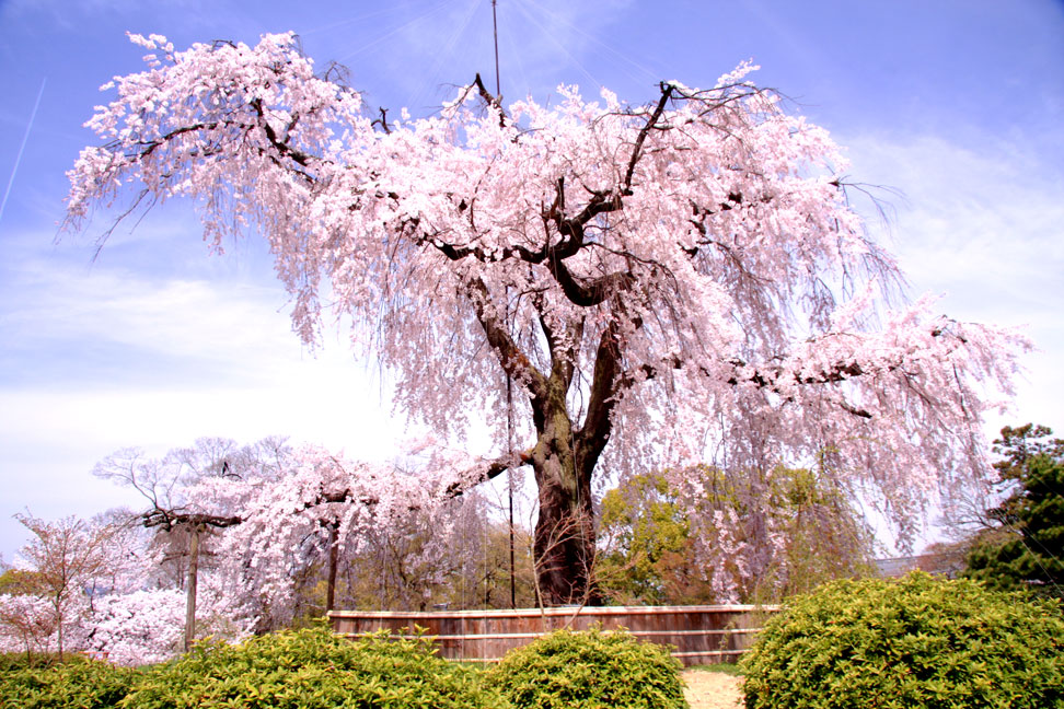 円山公園